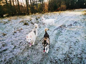 View of dogs on shore