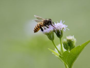 Close-up of insect on purple flower