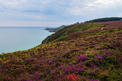 Panoramic view over cap frehel and fort la latte, brittany, france. atlantic ocean french coast