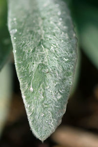 Close-up of raindrops on leaves