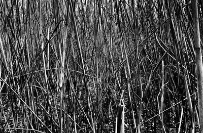 Full frame shot of bamboo trees