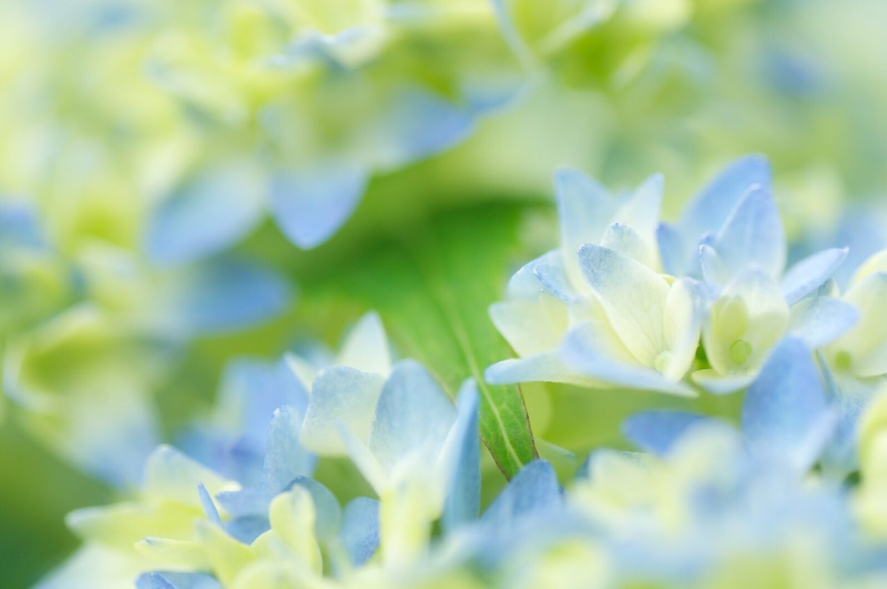 flower, petal, fragility, freshness, flower head, growth, focus on foreground, white color, beauty in nature, close-up, blooming, nature, selective focus, plant, pollen, in bloom, day, outdoors, stamen, blossom