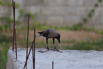 Bird perching on wooden post