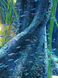 Close-up of a tree trunk