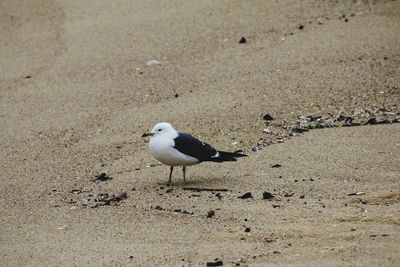 High angle view of seagull perching on sand