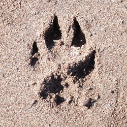 Shadow on sand