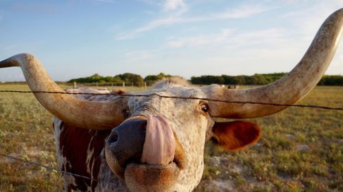Portrait of cow licking nose by fence against sky