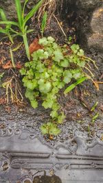 High angle view of plants