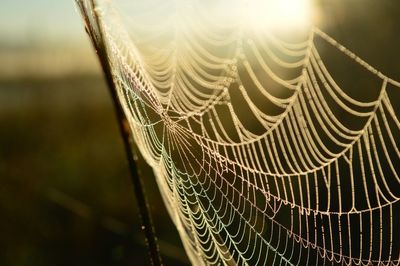 Close-up of spider web hanging outdoors during sunset