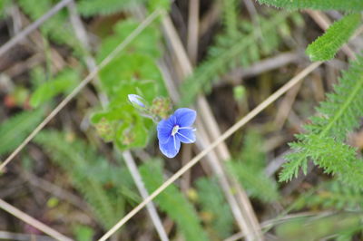 Close-up of purple flowers blooming outdoors