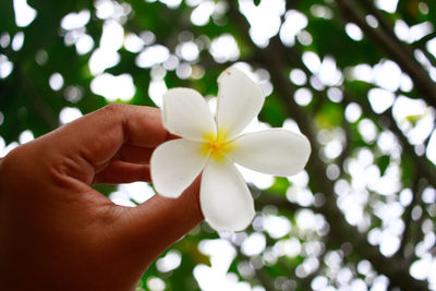 Close-up of hand holding white flowering plant