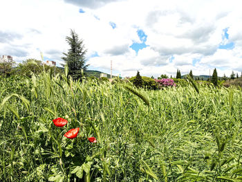 Red flowering plants on land against sky