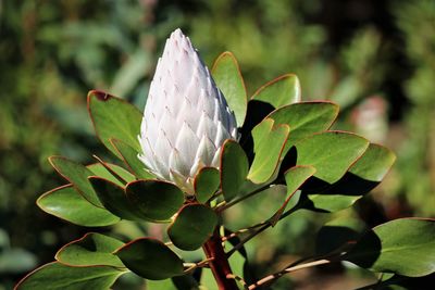 Close-up of flowering plant