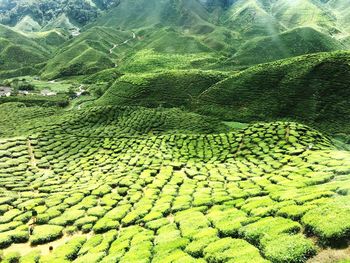 High angle view of corn field