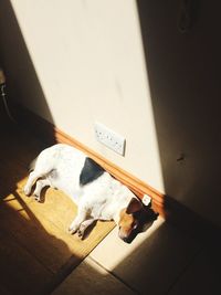 High angle view of a dog on floor