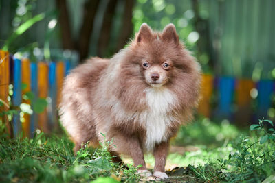 Pomeranian spitz dog in garden. cute brown pomeranian puppy spitz pom dog, green grass background