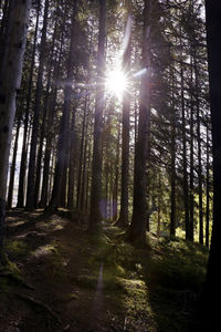 Sunlight streaming through trees in forest