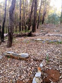 Trees in forest