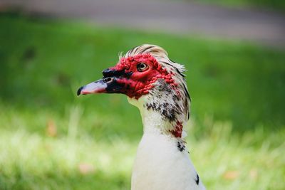 Close-up of a bird