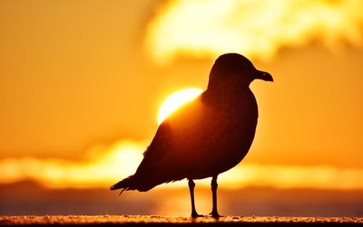 Seagull silhouette on sunrise background in gdynia