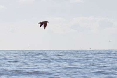 Seagull flying over sea against sky