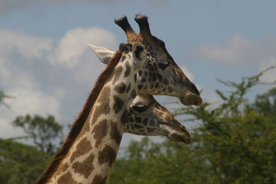 Close-up of giraffe against sky