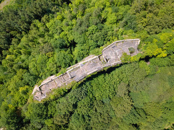 High angle view of a reptile in a forest