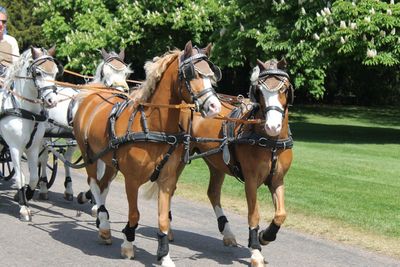 Horses and horse cart on grass