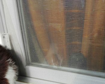 Close-up of cat seen through glass window