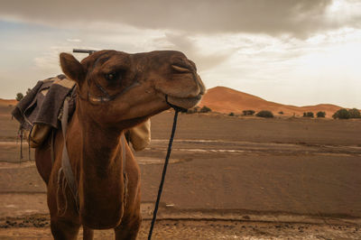 Camel on landscape