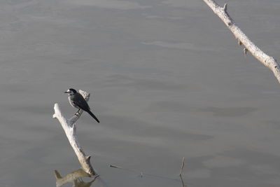 Bird on lake