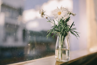 Close-up of flowers