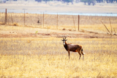 Side view of blesbok standing on field