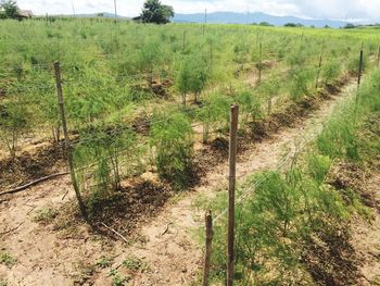 Plants growing on field