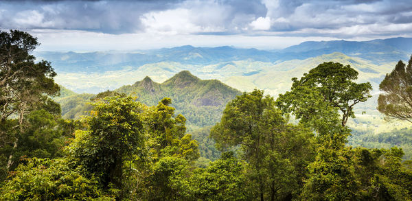 Panoramic view of trees in forest against sky