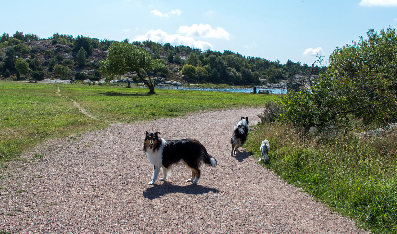 Collies