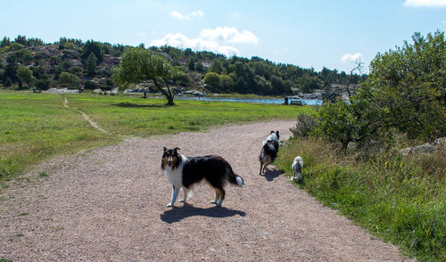 Dogs on dirt road against sky