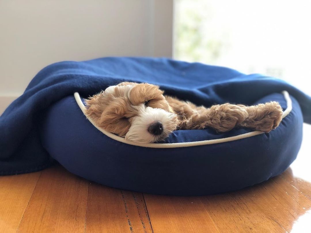 dog bed, mammal, dog, domestic animals, animal, indoors, pet, animal themes, canine, one animal, toy, young animal, cute, no people, lying down, stuffed toy, carnivore, domestic room, textile, teddy bear, puppy, hardwood floor, relaxation, home interior, lap dog, sleeping, furniture, flooring, blue