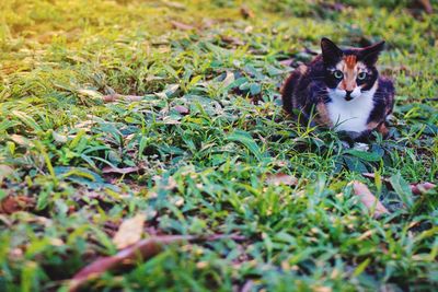 Portrait of cat on grass