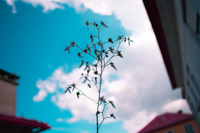 Low angle view of flowering plant against building