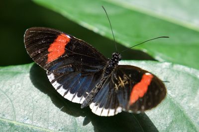 insect