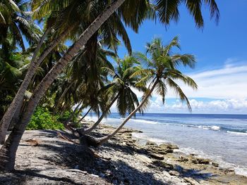 Palm trees by sea against sky