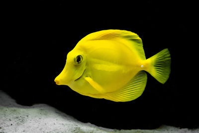 Close-up of fish underwater