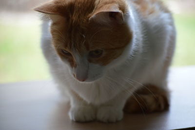 Close-up of cat sitting on table against window