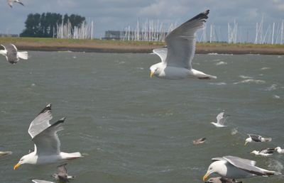 Seagulls flying over lake