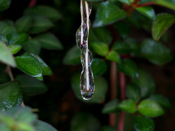 Close-up of raindrops on plant