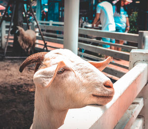 Close-up of goat standing outdoors