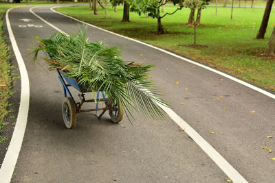 Wheelbarrow of leaves in park