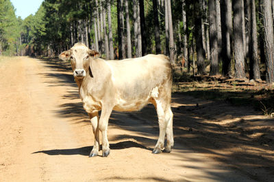 Horse standing in a forest