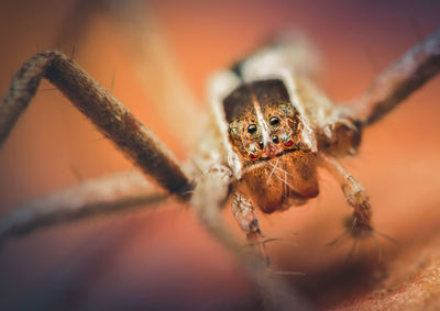 A tiny perenethis venusta nursery web spider, losing three legs, that we found on the bedroom floor.